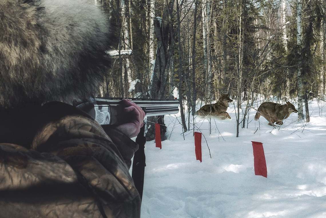 В Кировской области в 2023 году охотникам будут компенсировать затраты на добычу волков.